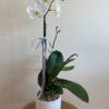 White phalaenopsis orchid plant in a textured white pot