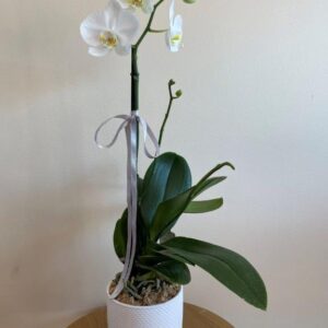 White phalaenopsis orchid plant in a textured white pot
