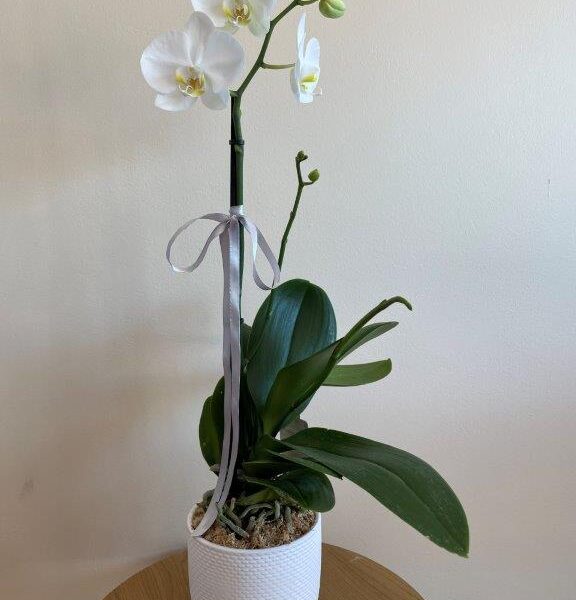 White phalaenopsis orchid plant in a textured white pot