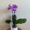 purple phalaenopsis orchid plant in a textured white pot