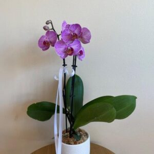 purple phalaenopsis orchid plant in a textured white pot