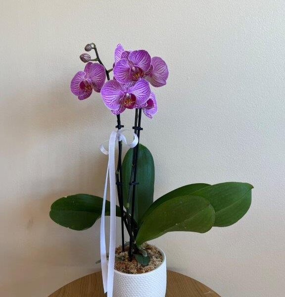 PLANTS