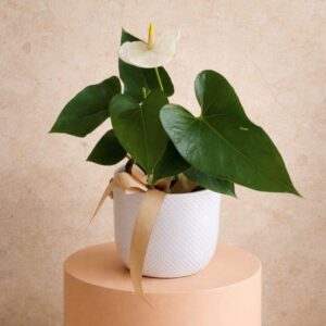 Alternative view of ANTHURIUM