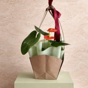 ANTHURIUM